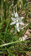 Ornithogalum nutans