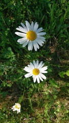 Asteraceae