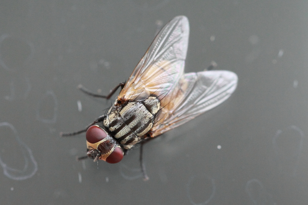 Common House Fly (Calgary Insect Pollinators Guide) · iNaturalist