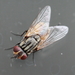 Common House Fly - Photo no rights reserved, uploaded by Richard Fuller