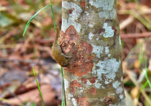 Least Pygmy Squirrel
