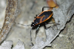 Dindymus circumcinctus