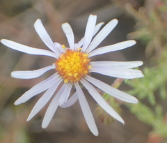 Afroaster pleiocephalus