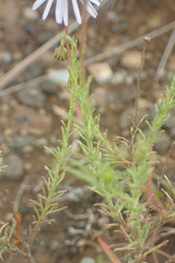 Afroaster pleiocephalus