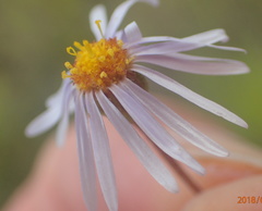 Afroaster pleiocephalus