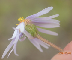 Afroaster pleiocephalus