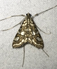 Elophila ekthlipsis