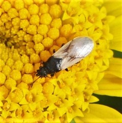 Metopoplax ditomoides