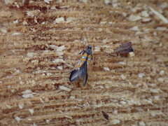 Schiffermuelleria schaefferella