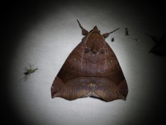 Bastilla hamatilis