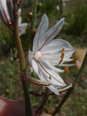 Asphodelus ayardii
