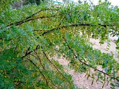 Caragana arborescens
