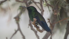 Saucerottia saucerottei