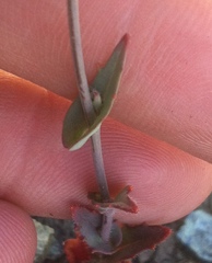 Streptanthus glandulosus pulchellus