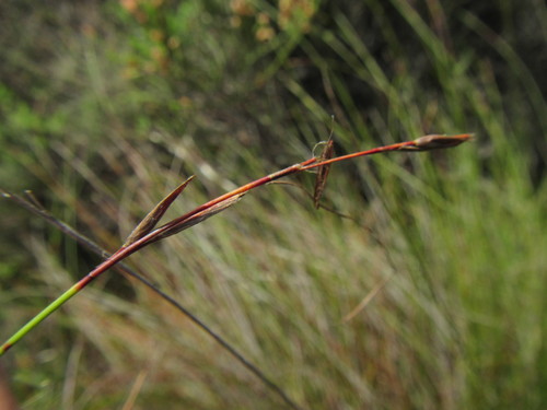 Image of Schoenus inconspicuus by (c) douglaseustonbrown, some rights reserved (CC BY-SA)