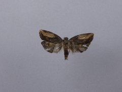 Harmologa scoliastis