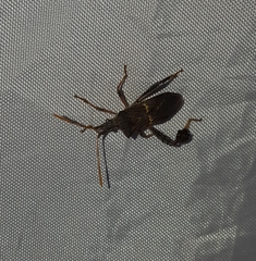 Leptoglossus brevirostris