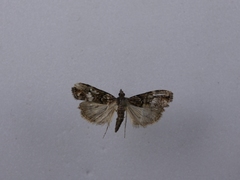 Eudonia minualis