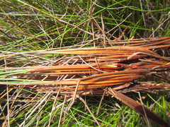 Schoenus inconspicuus