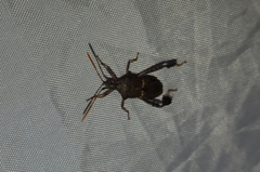 Leptoglossus brevirostris