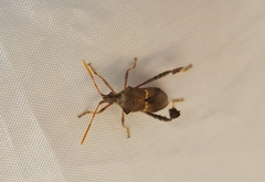 Leptoglossus brevirostris