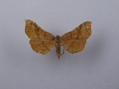 Morova subfasciata