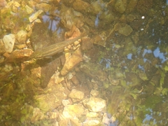 Chrosomus erythrogaster