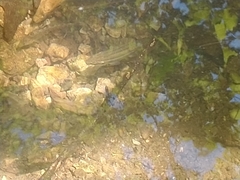 Chrosomus erythrogaster