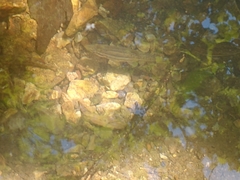 Chrosomus erythrogaster