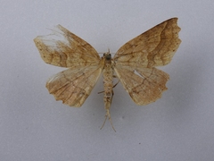 Ischalis variabilis