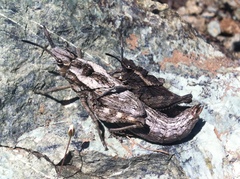 Dracotettix monstrosus