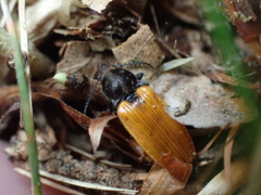 Anostirus castaneus