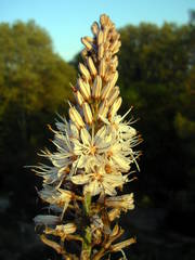 Asphodelus cerasiferus