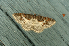 Hydrelia condensata