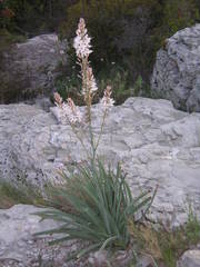 Asphodelus cerasiferus