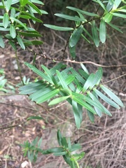 Veronica strictissima