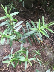 Veronica strictissima