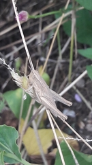 Euchorthippus declivus