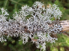 Pseudevernia cladonia