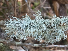 Pseudevernia cladonia