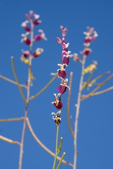 Streptanthus glandulosus pulchellus