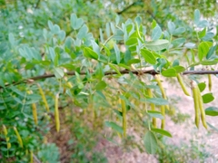 Caragana arborescens