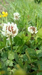 Trifolium repens