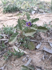Solanum esuriale