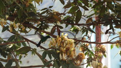 Saucerottia saucerottei