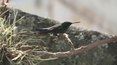 Saucerottia saucerottei