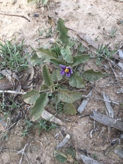 Solanum esuriale