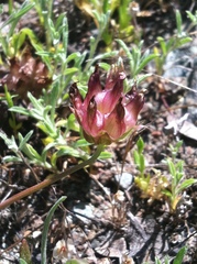 Trifolium fucatum