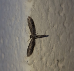 Geometridae
