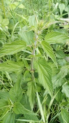 Urtica dioica